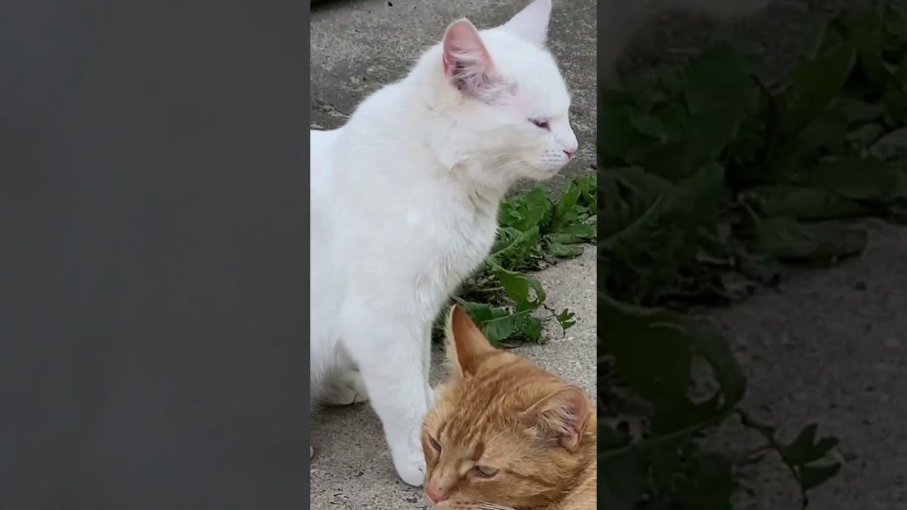 Funny Cats #cats #fyp
