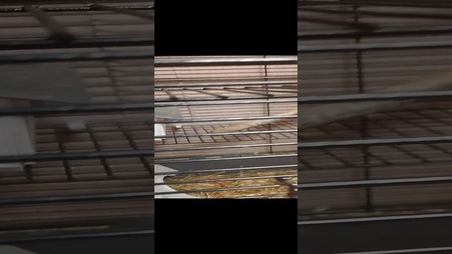 домик бурундука чипа