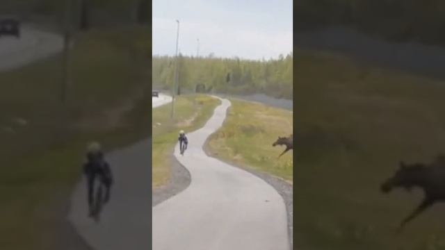 Сохатый владеющий техникой бесконтактного боя
