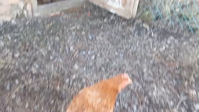 начало 2025 .mp4