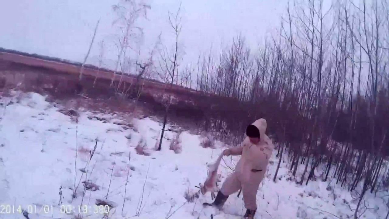 Охота на зайца зимой, тропление. №1