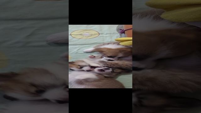 Щенячий звонкоГав