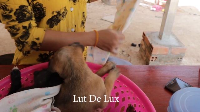 Women Nursing 4 Puppies And Prepare Feeding Food with Milk In village