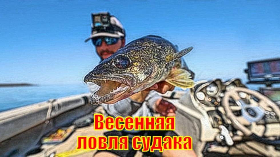 Весенняя ловля судака