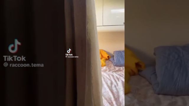 Домашние животные смех