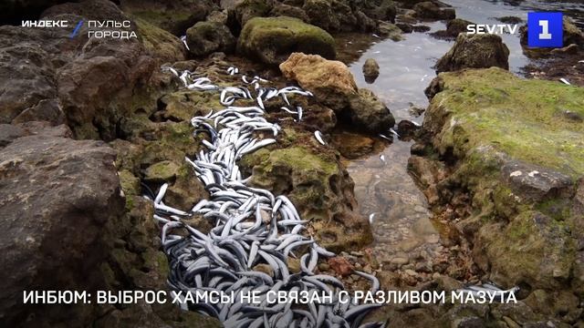 ИНБЮМ: выброс хамсы не связан с разливом мазута