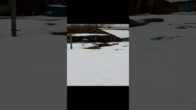 Гололёд дождь в январе Ленинградская область #погода 16/01/25