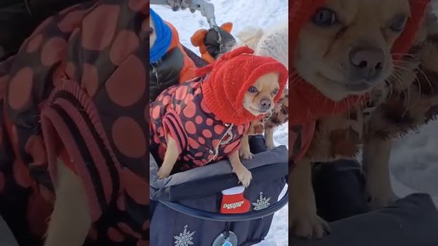 Народные гуляния