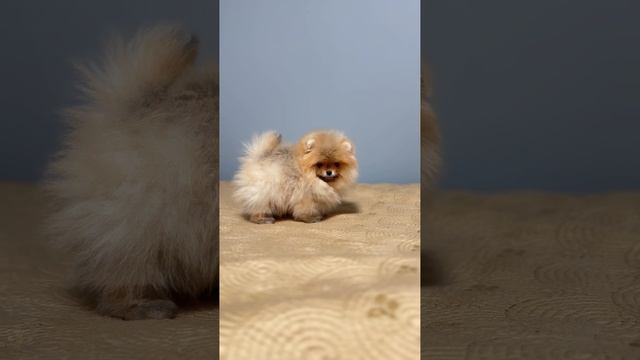 Продается мини мальчик померанский шпиц