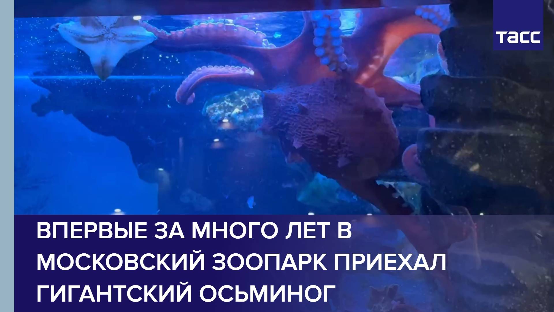 Впервые за много лет в Московский зоопарк приехал гигантский осьминог