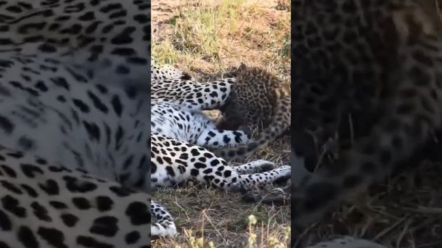 Baby jaguar playing mother #youtubeshorts #shorts #ytshorts