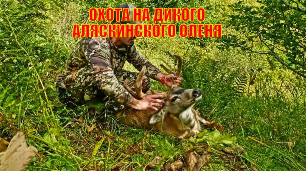 ОХОТА НА ДИКОГО АЛЯСКИНСКОГО ОЛЕНЯ