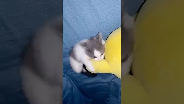 Смешные котики