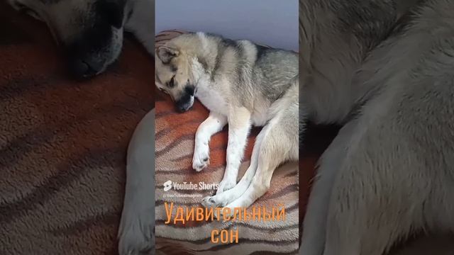 Удивительный сон.