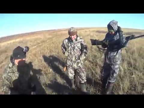 Охота на зайца 06-11-17 работа Дратхаара подъём, добор, подача. Пяти зарядка МР - 155 пополам. №22