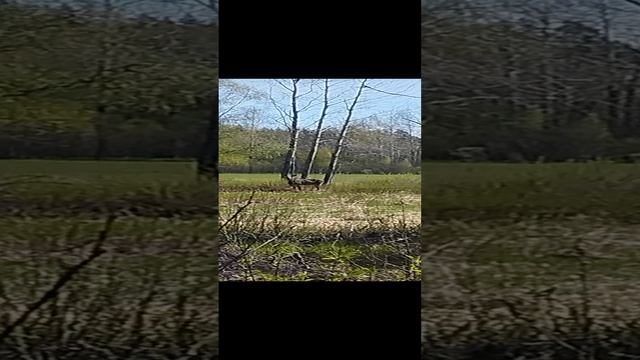 Лосяш