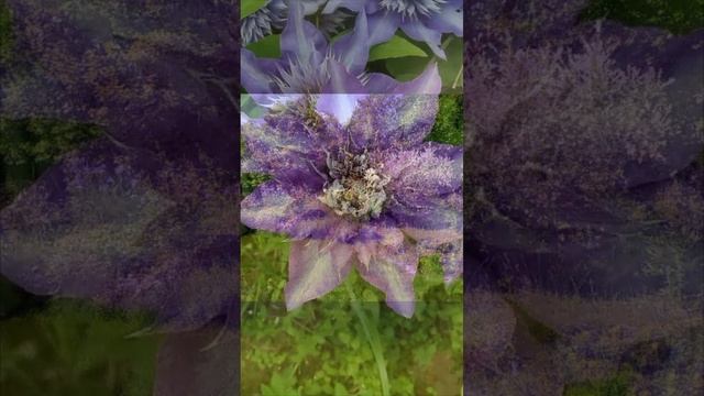 Неделя лета 2020, красивое🌸😊 #ольга_дом_и_дача #дачнаяхроника #дачакакесть