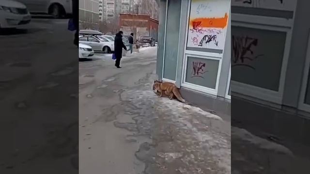 Недалеко от ж/д-станции Шарташ заблудилась лисица
Рыжего зверька заметили в Насосном переулке