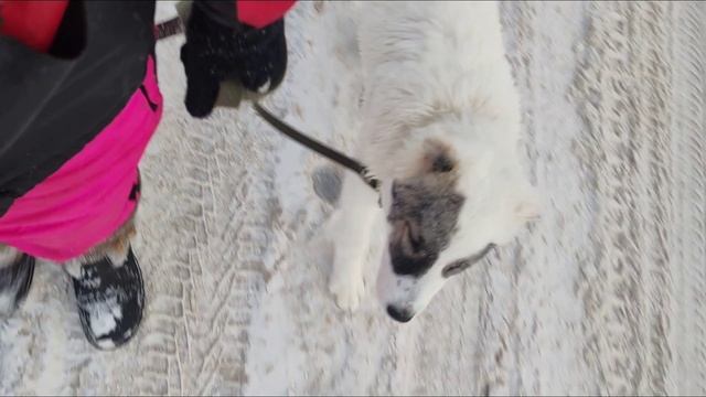 ВЛОГ Обучение щенка алабая Джесси, ходим гулять. С комментариями