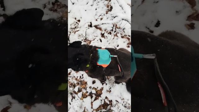 НАШИ "ВЫПУСКНИКИ". ДОМ, МИЛЫЙ ДОМ ❤️🏡