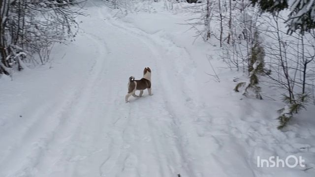 выезд в лес