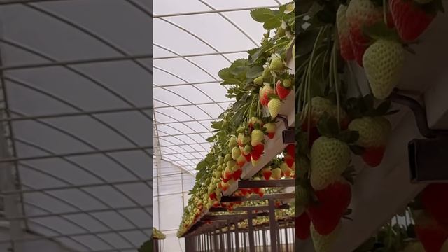 Продаем саженцы клубники Флорида бьюти