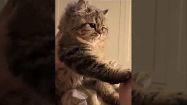 Хватит одного поцелуя