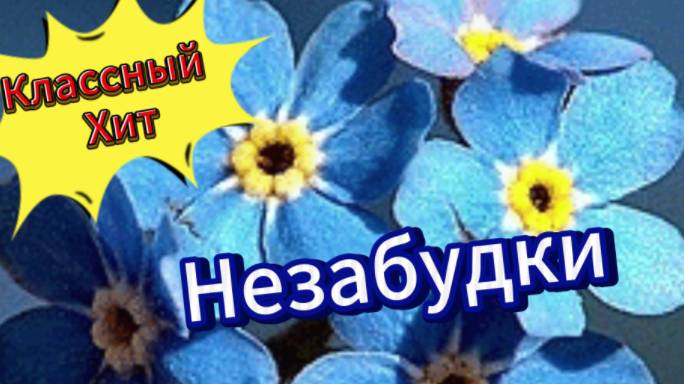 Классный Хит!  Незабудки!