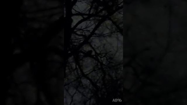 Крик и полёт серой неясыти в вечернем Филёвском парке #Owl #night #nature #Moscow #Flight #birds