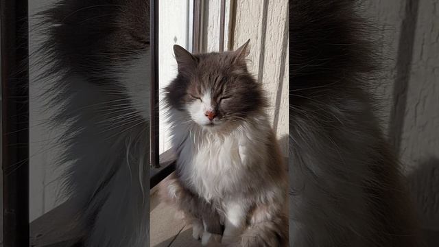 Кошка в добрые руки
