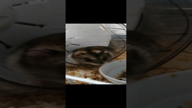 мой питомец