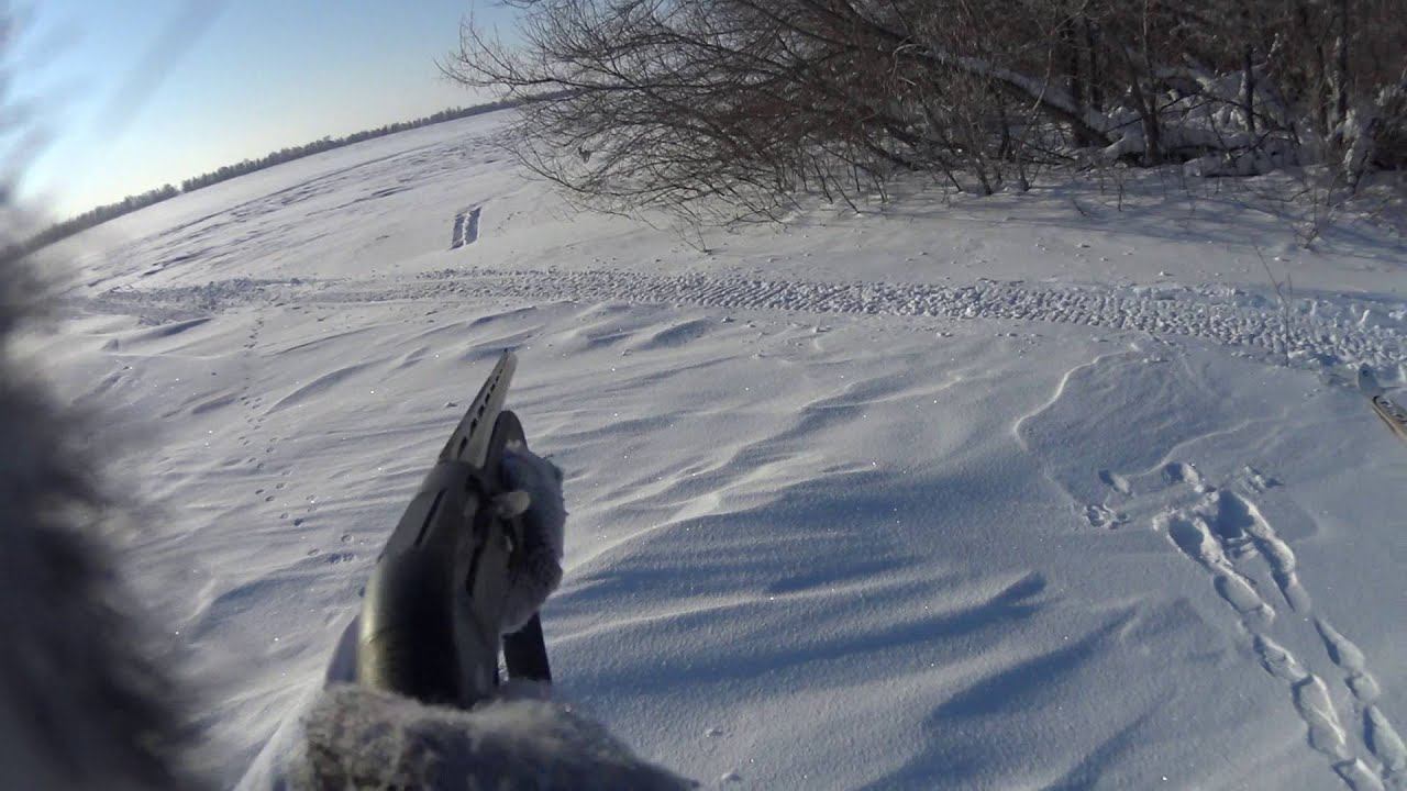 Охота на зайца 30.01.16 №8