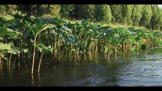 4 ДНЯ БЕЗ ЛЮДЕЙ НА ТАЕЖНОЙ РЕЧКЕ. ИЗБА, ХАРИУС, ГРОЗА, РЫБАЛКА (forest day youtube)