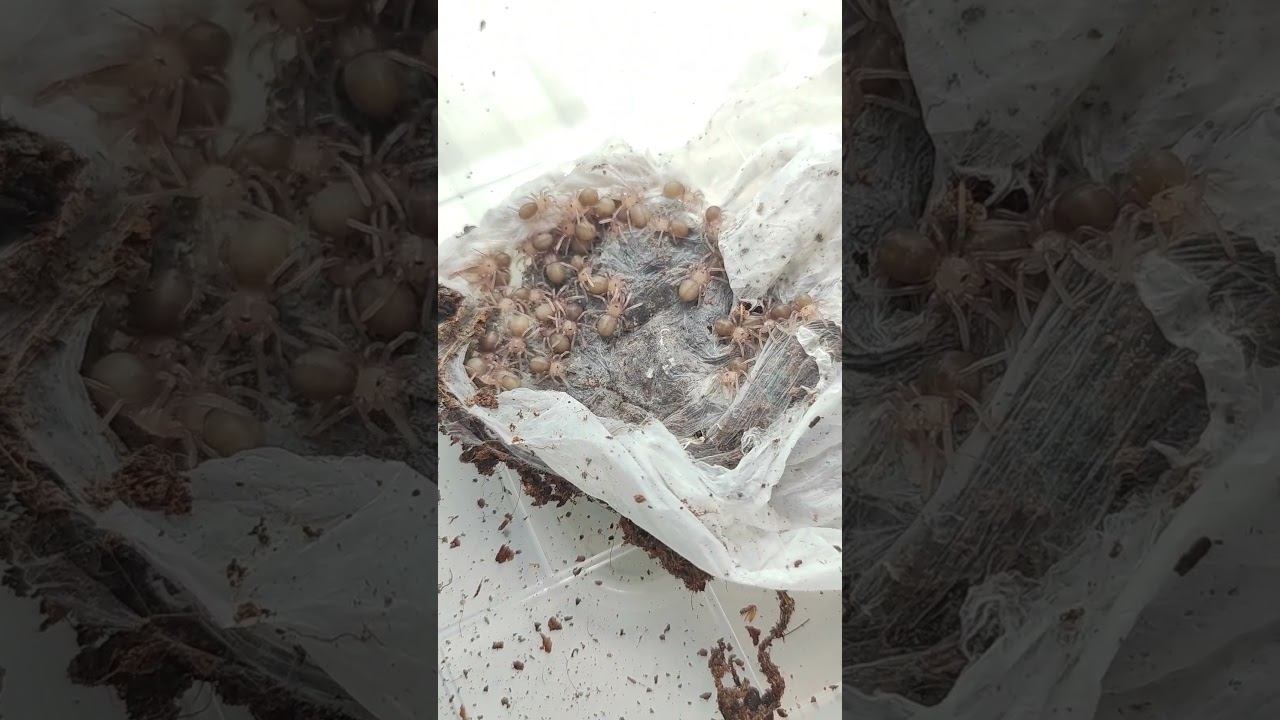 Малыши пауков. малыши пауков птицеедов #птицеед #пауки #tarantula #arachnoforbes