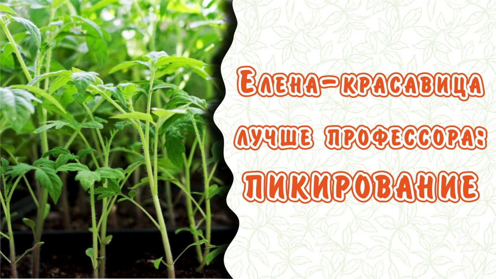 Здесь все, все о пикировании рассады.Как уже пора?
Мичурин-томаты, Елена Храмушина.