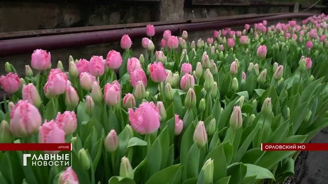 В орловских теплицах уже начали выращивать тюльпаны к 8 марта!