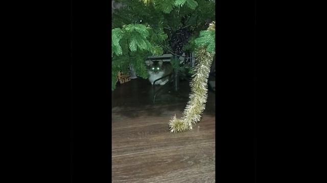 кот