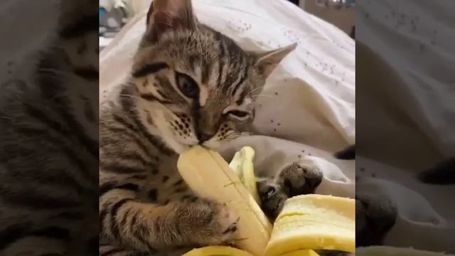 Думали кошка, оказалась обезьянка
