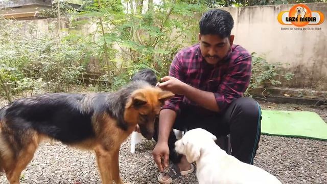 😉എടുത്തോണ്ട് വാടെയ് : How To Teach Your Dog To FETCH Perfectly! : LABRADOR TRAINING : DOG TRAINING