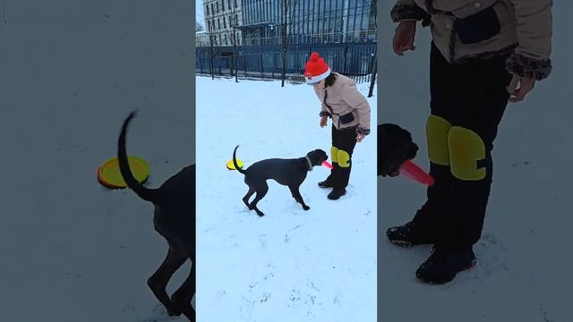 Метис Нэтта - ловля бабочки