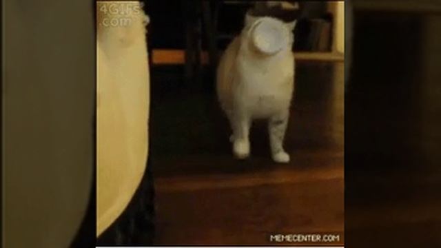 Мемный кот
