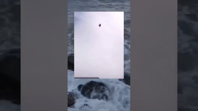 голубь