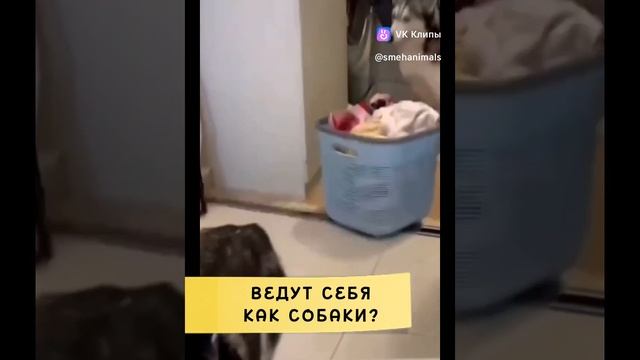 это не собаки.mp4