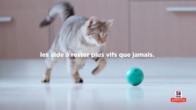 Aidez votre chaton stérilisé à rester mince, actif et plus vif que jamais avec Hill's !