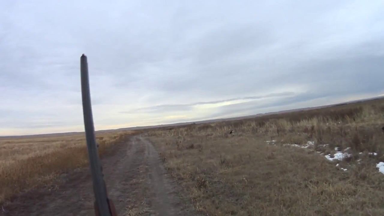 Охота на зайца 12.11.17 №24
