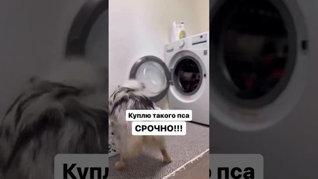 покупать такого же пса