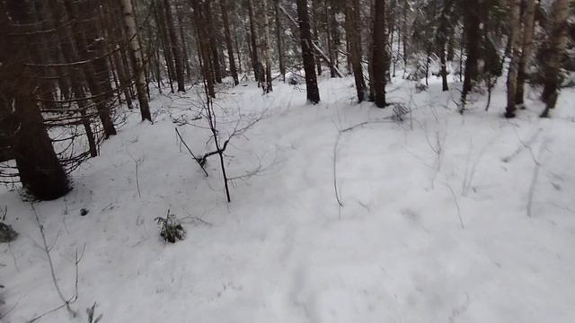 Проверил капканы на куницу