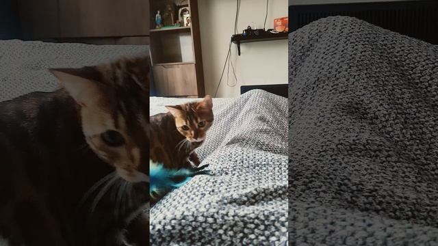 Бенгальская кошка Леопарда #cat #catlover