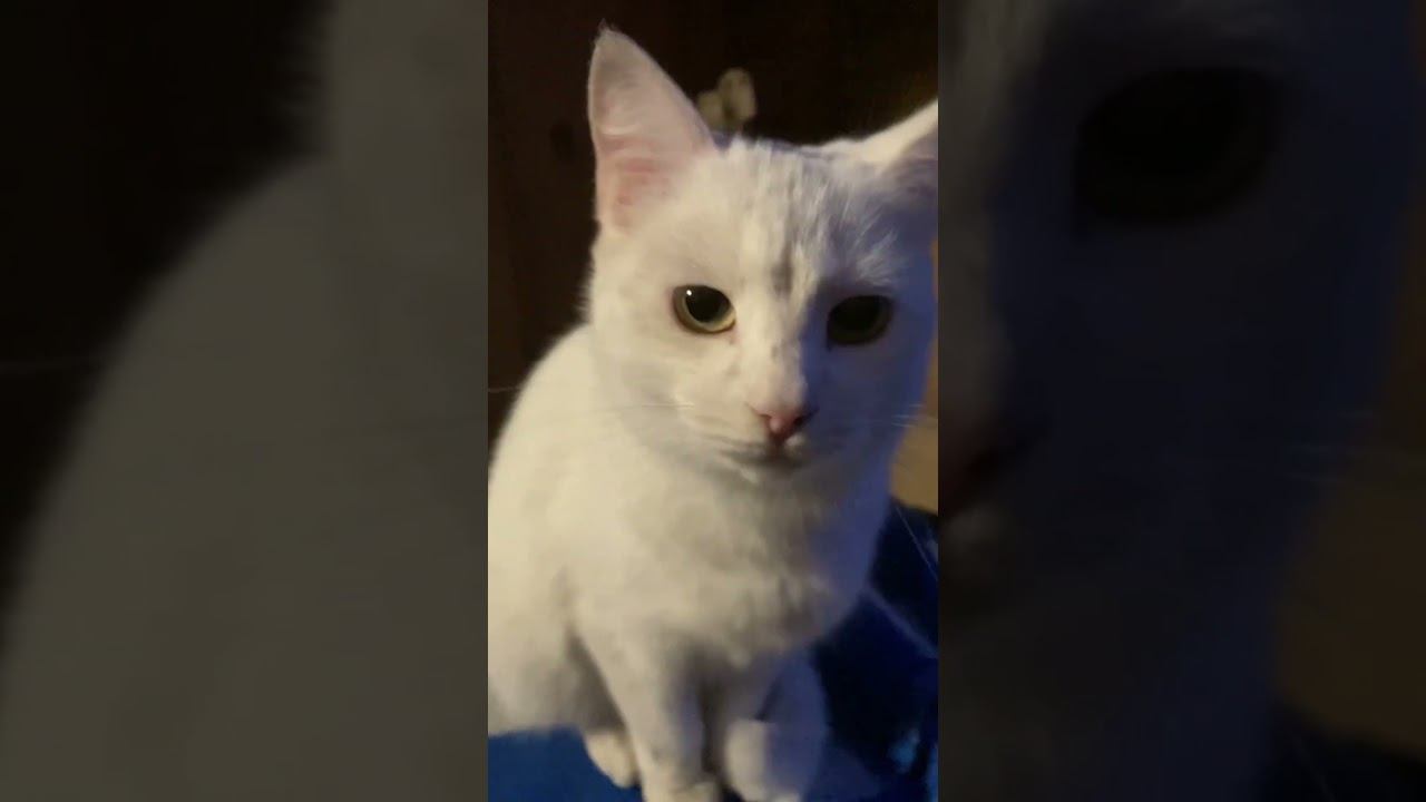 Какой план? #cat #кот #юмор