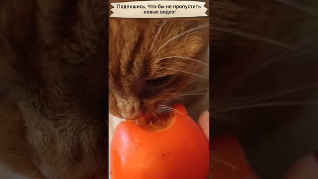 Кот есть хурму